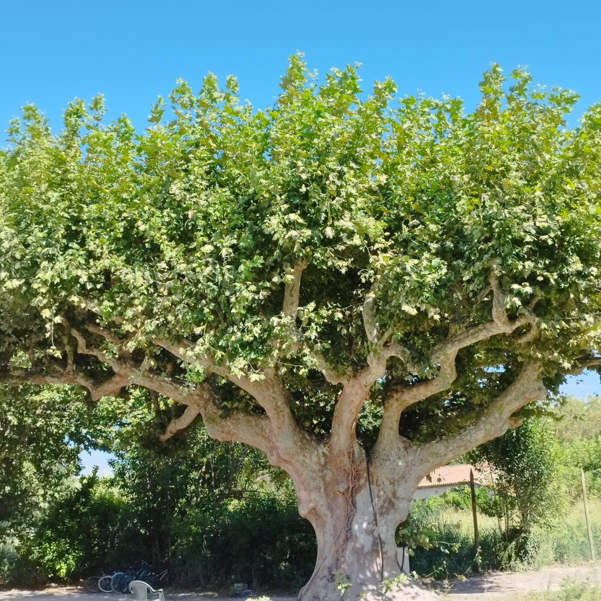 הוילה לה תור Mas En Provence מראה חיצוני תמונה